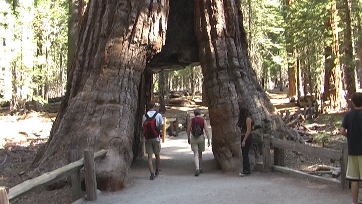 Mariposa Sequoias